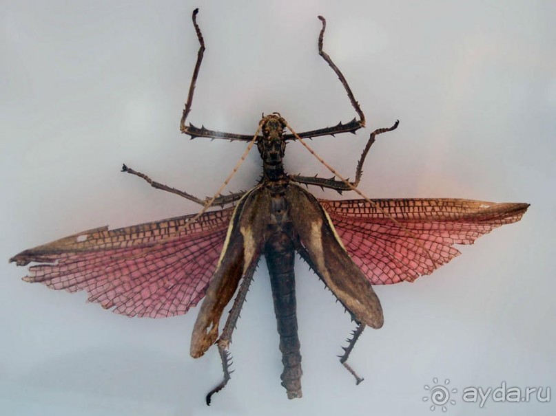 Выставка живых насекомых и рептилий