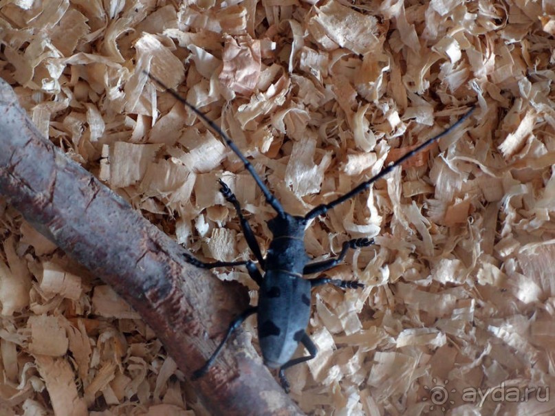 Выставка живых насекомых и рептилий