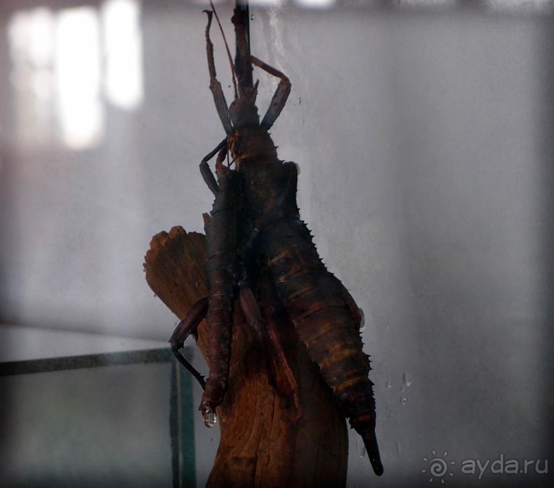 Выставка живых насекомых и рептилий