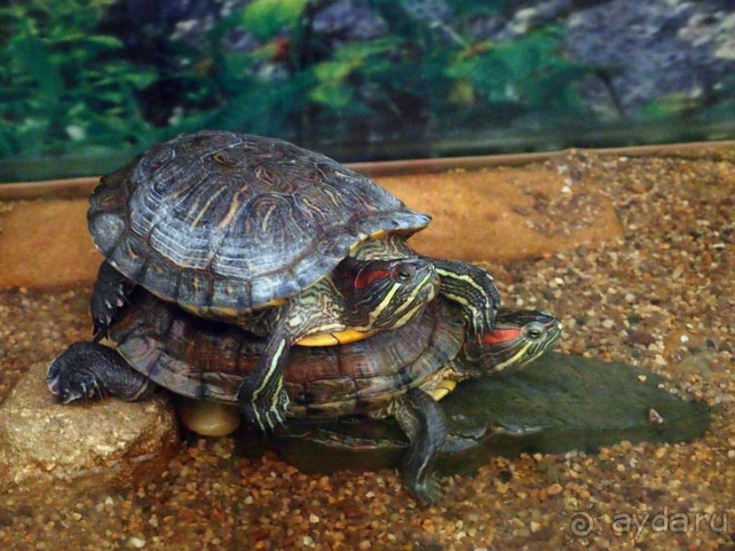 Выставка живых насекомых и рептилий