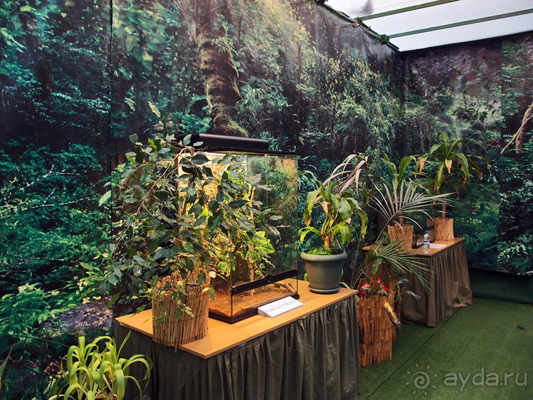 Выставка живых насекомых и рептилий