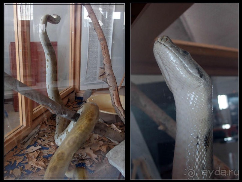 Выставка живых насекомых и рептилий