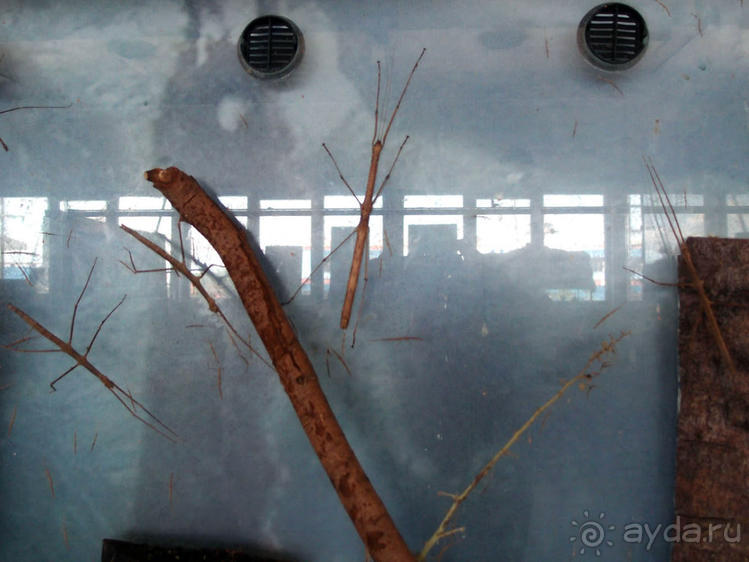 Выставка живых насекомых и рептилий