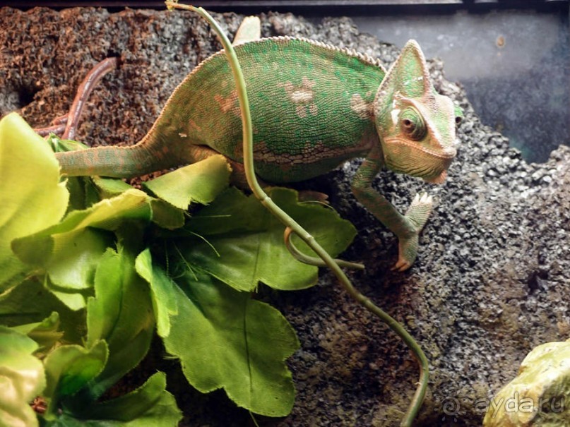 Выставка живых насекомых и рептилий