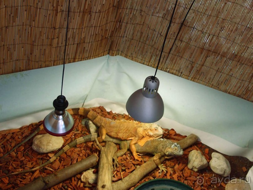 Выставка живых насекомых и рептилий