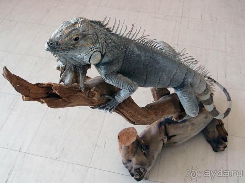 Выставка живых насекомых и рептилий