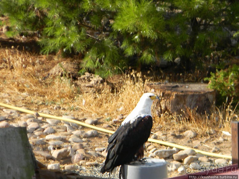 В гости к орлам на фуникулёре