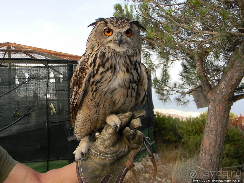 В гости к орлам на фуникулёре