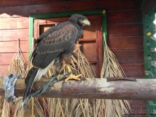 В гости к орлам на фуникулёре