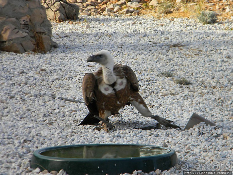 В гости к орлам на фуникулёре