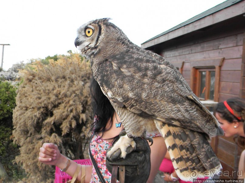 В гости к орлам на фуникулёре