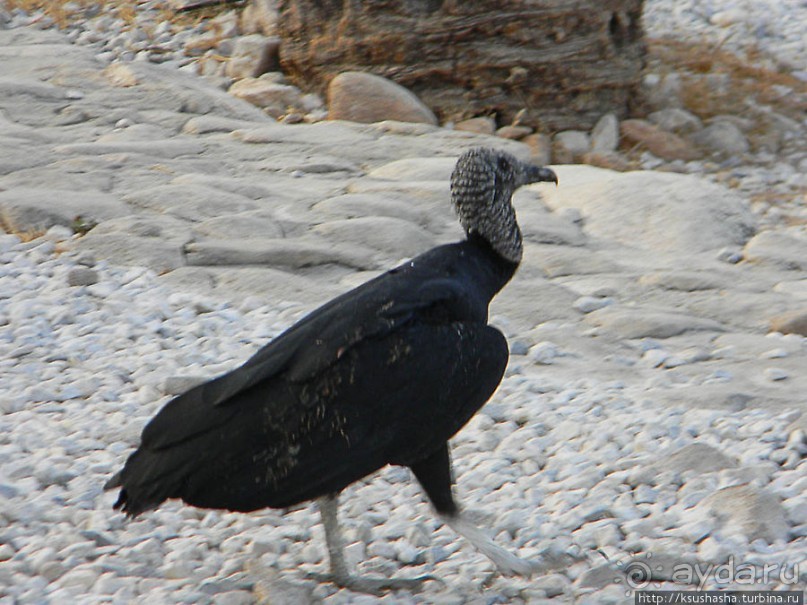 В гости к орлам на фуникулёре