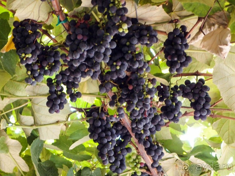 По пути на Этну