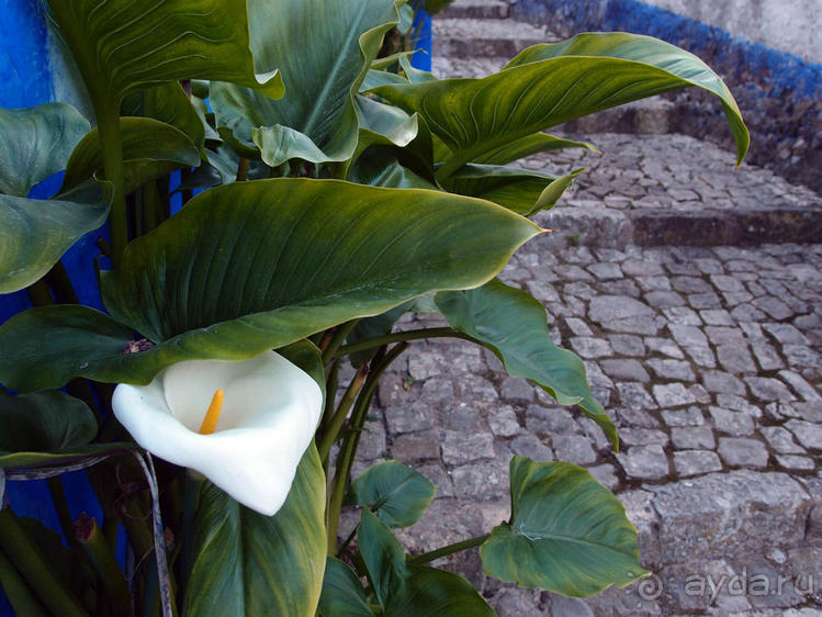 Обидуш (ч.1) Касаясь крыш твоих ладонью