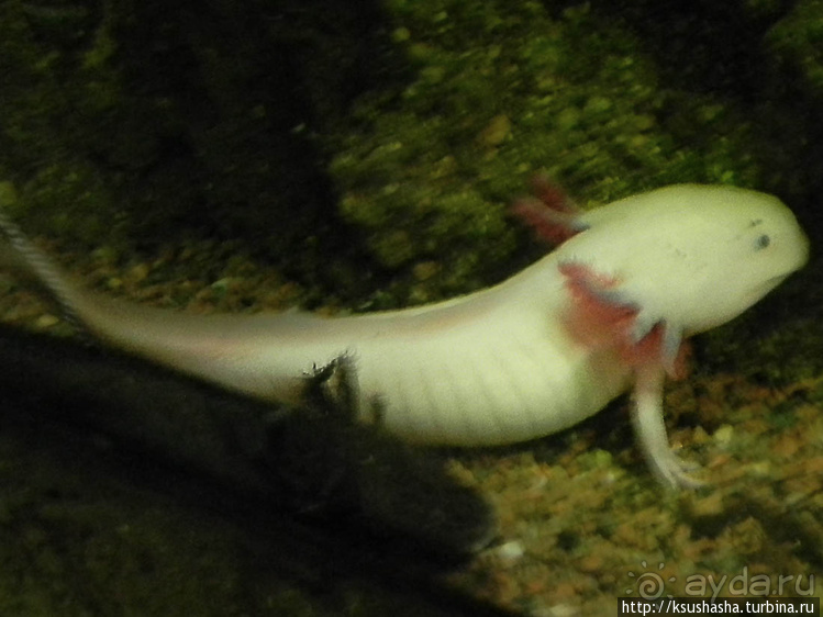 Напоследок — по полной программе