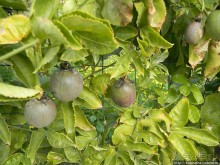 Альбом отзыва ""Летающая" клубника"