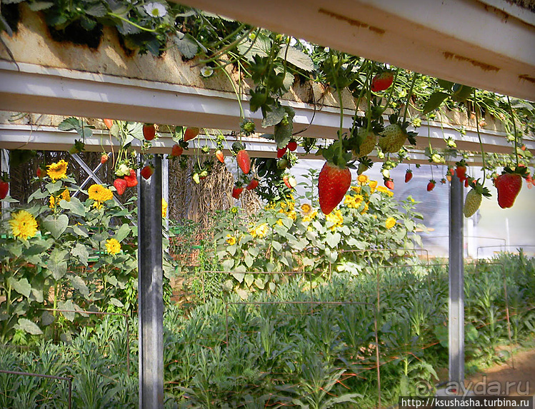 "Летающая" клубника