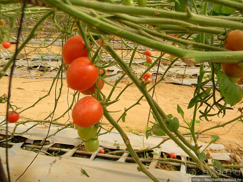 "Летающая" клубника