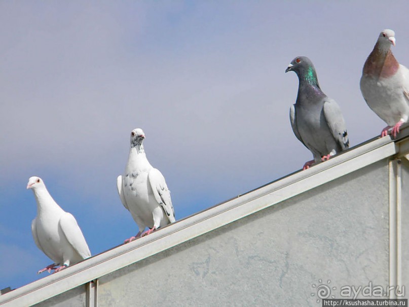 "Летающая" клубника