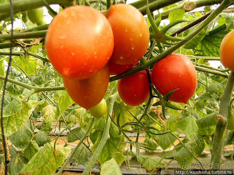 "Летающая" клубника