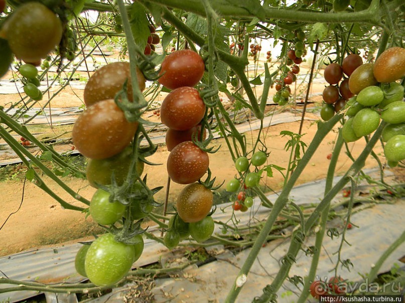 "Летающая" клубника