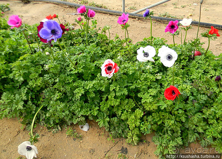 "Летающая" клубника