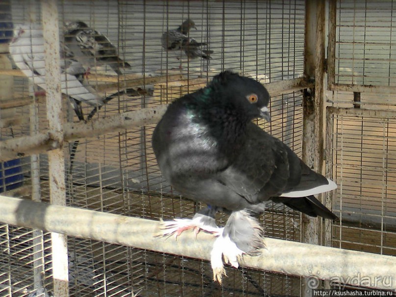 "Летающая" клубника