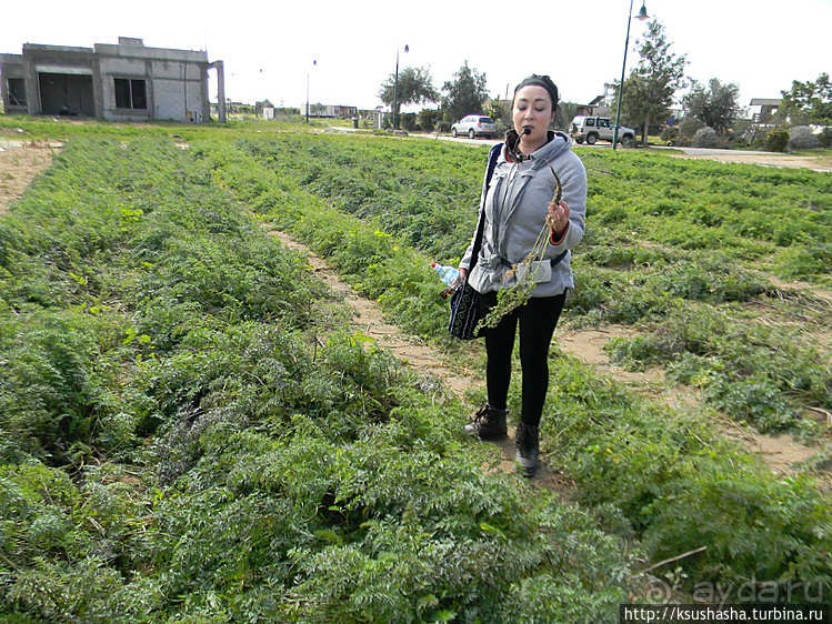 "Летающая" клубника