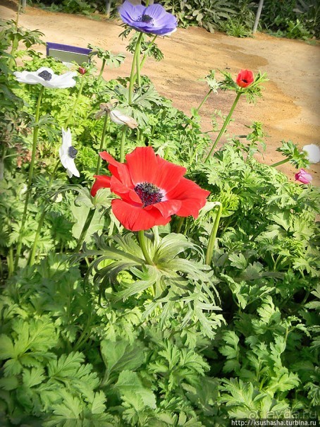 "Летающая" клубника