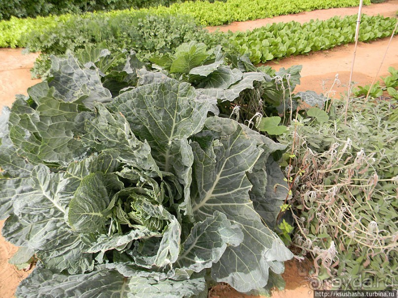 "Летающая" клубника