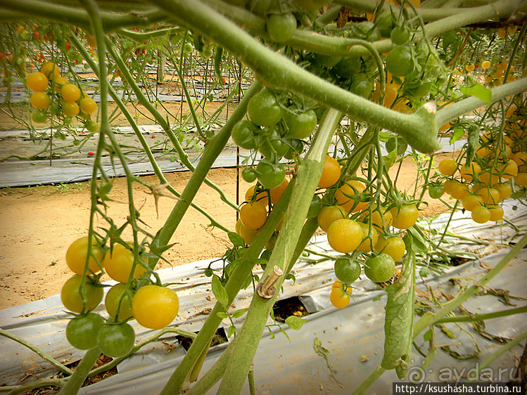 "Летающая" клубника