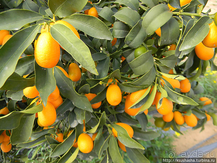 "Летающая" клубника