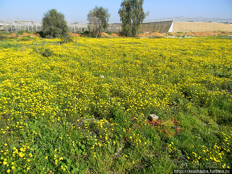 "Летающая" клубника