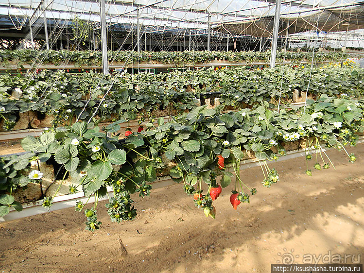 "Летающая" клубника