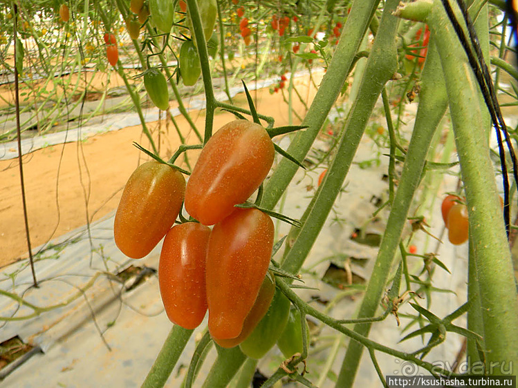 "Летающая" клубника