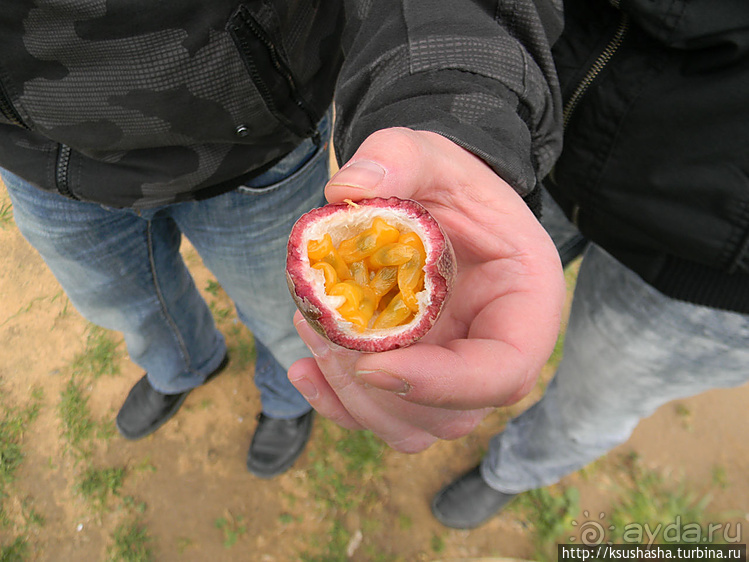 "Летающая" клубника