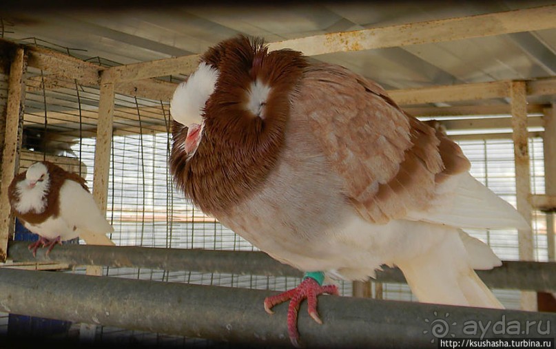 "Летающая" клубника