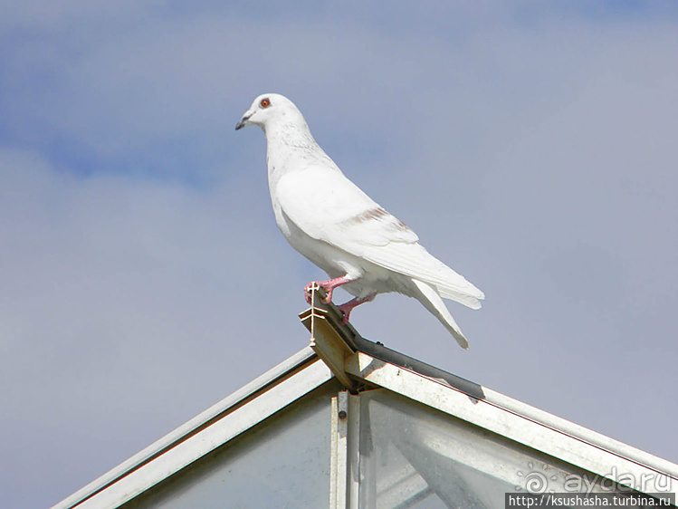 "Летающая" клубника
