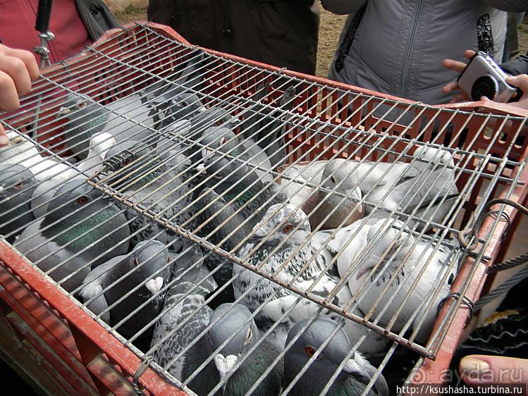 "Летающая" клубника