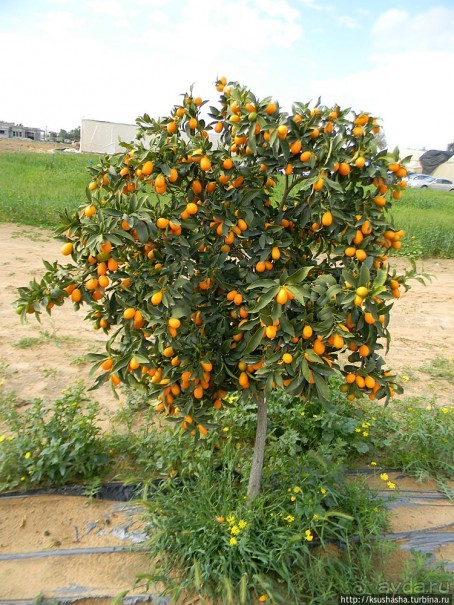 "Летающая" клубника