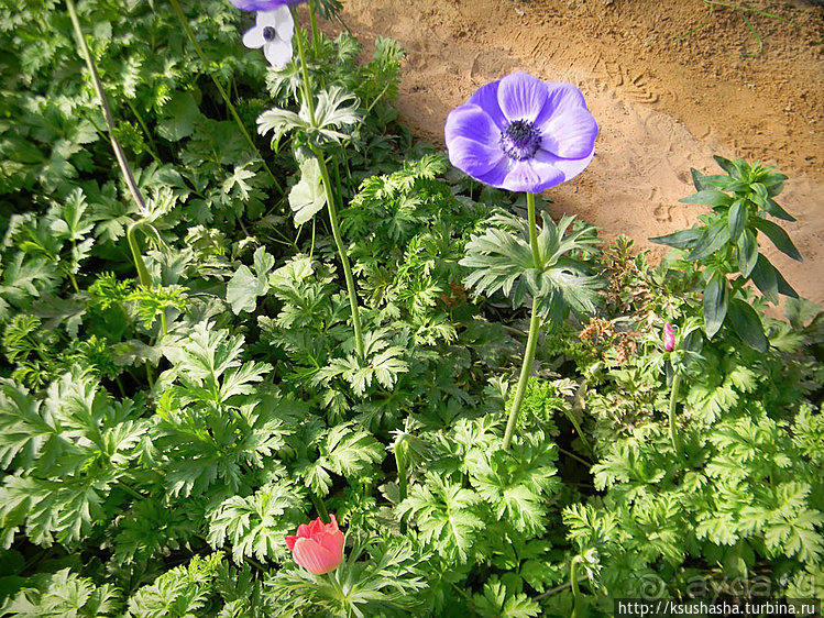 "Летающая" клубника