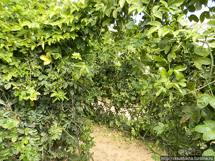 "Летающая" клубника