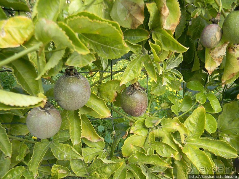 "Летающая" клубника