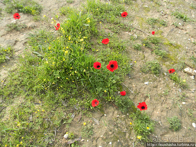 "Летающая" клубника