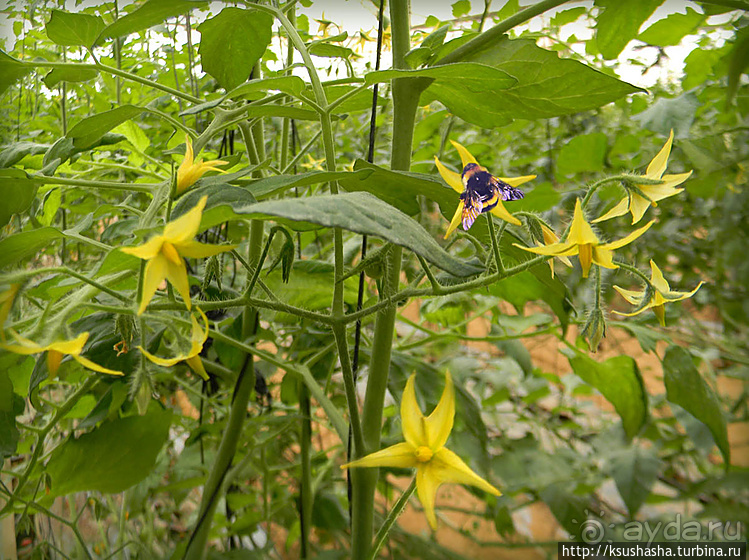 "Летающая" клубника