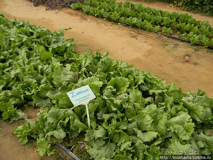 "Летающая" клубника