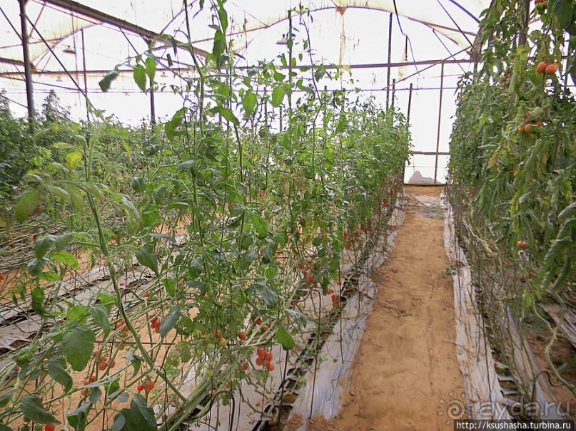 "Летающая" клубника