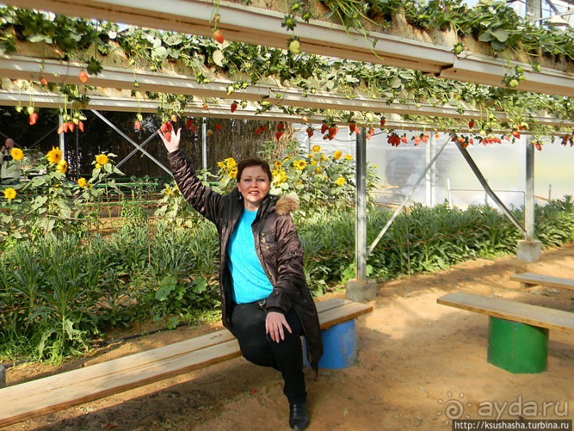 "Летающая" клубника