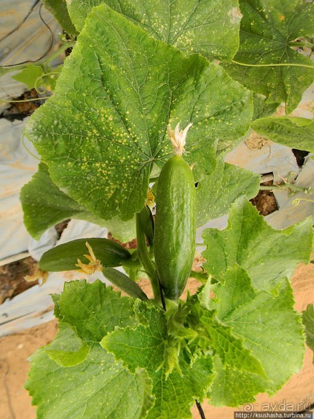 "Летающая" клубника