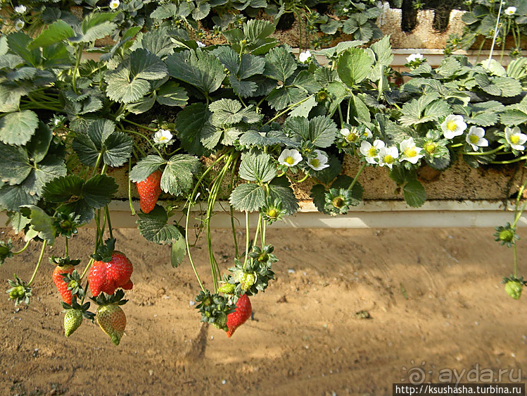 "Летающая" клубника